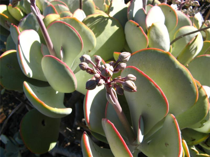 Cotyledon-orbiculata-var-orbiculata4