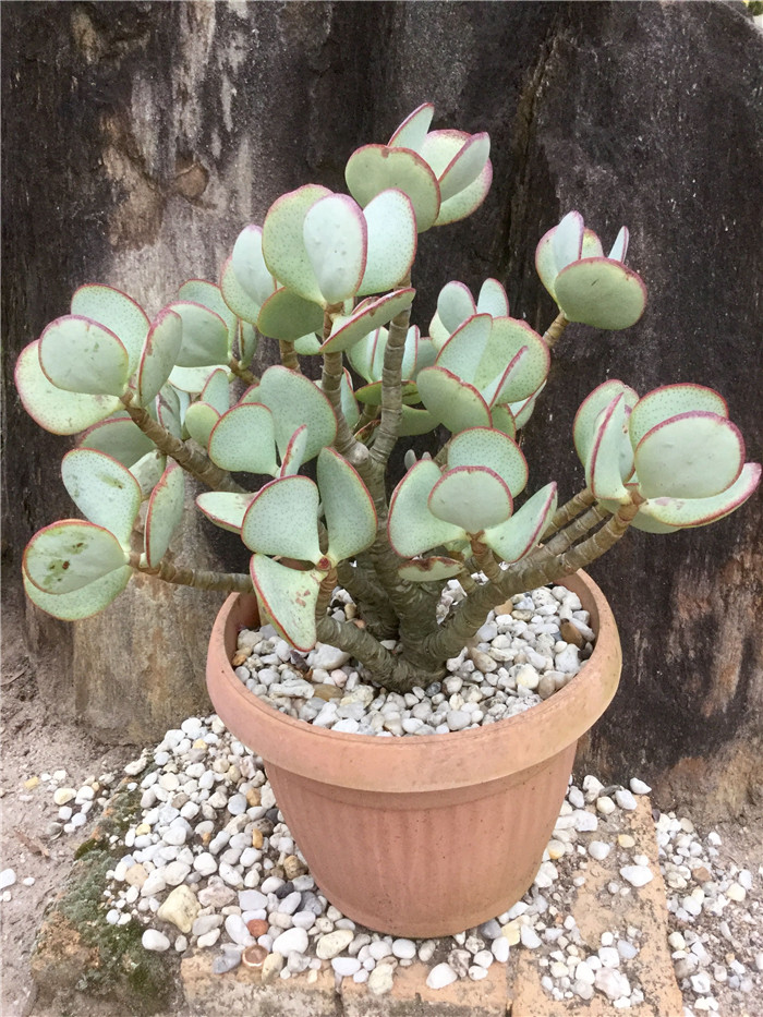 Cotyledon-orbiculata-var-orbiculata5