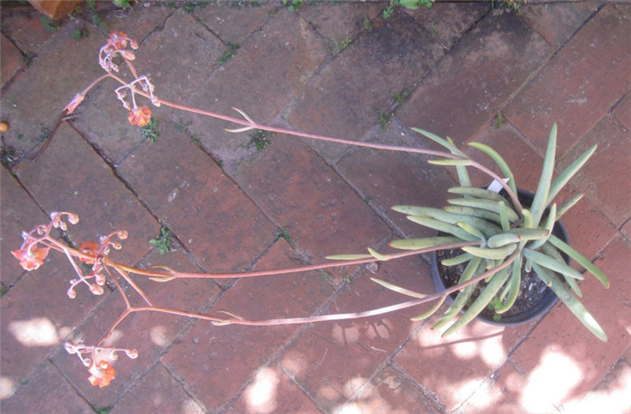 Cotyledon-orbiculata-var.-dactylopsis1