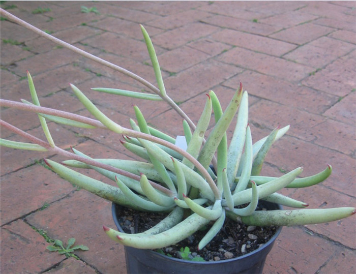 Cotyledon-orbiculata-var.-dactylopsis2