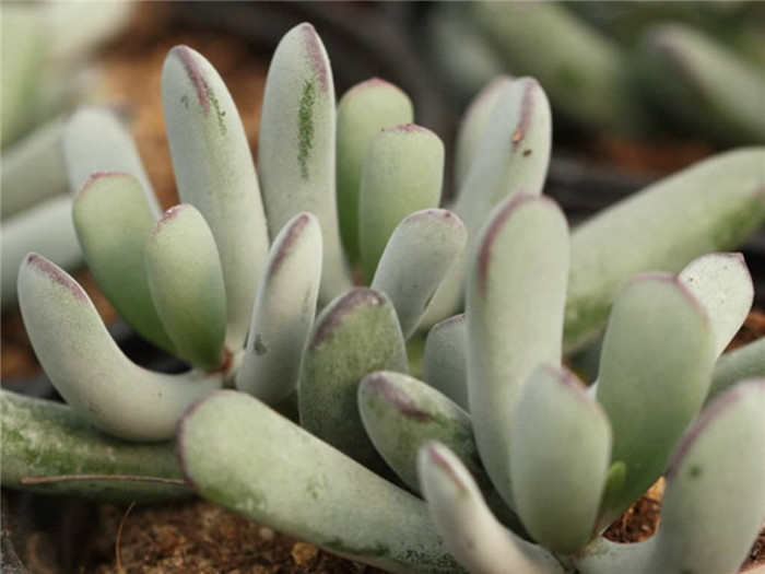 Cotyledon-orbiculata-var.-dinteri2