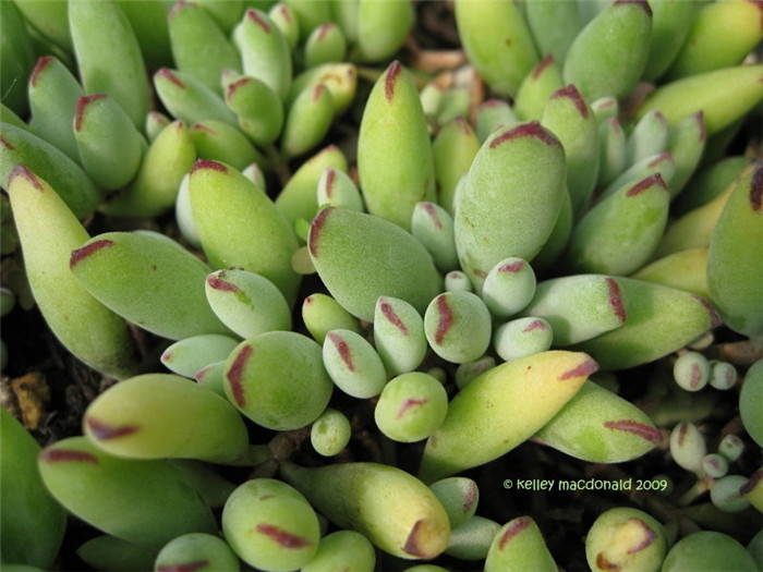 Cotyledon-orbiculata-var.-dinteri3