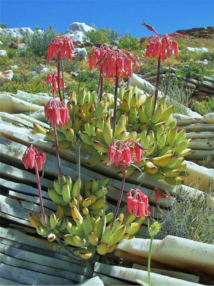 Cotyledon-orbiculata-var.-dinteri5