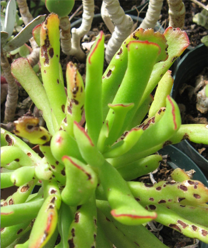 Cotyledon-orbiculata-var.-flanaganii1