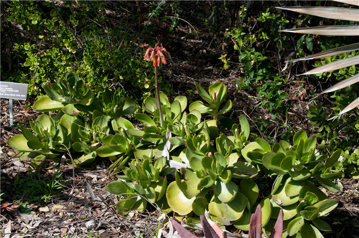 Cotyledon-orbiculata-var.-oblonga-Macrantha2