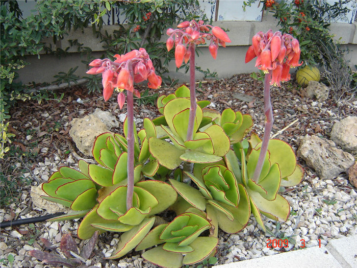 Cotyledon-orbiculata-var.-oblonga-Macrantha3