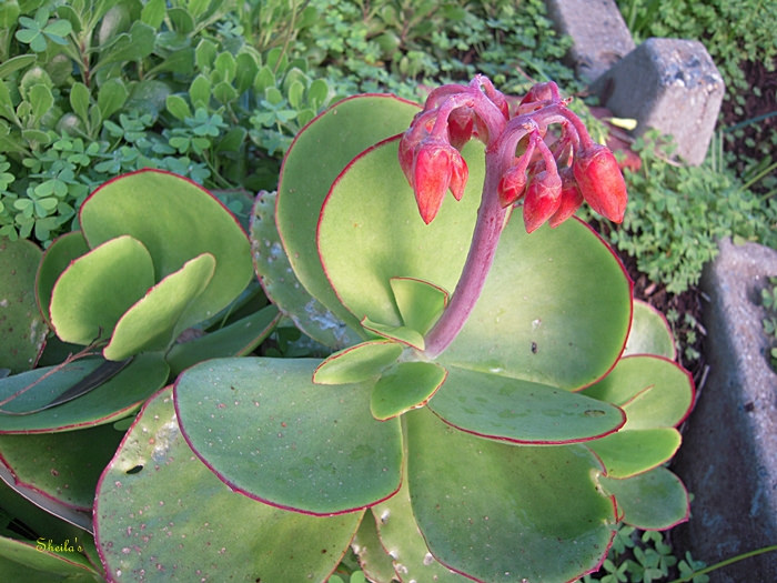 Cotyledon-orbiculata-var.-oblonga-Macrantha5