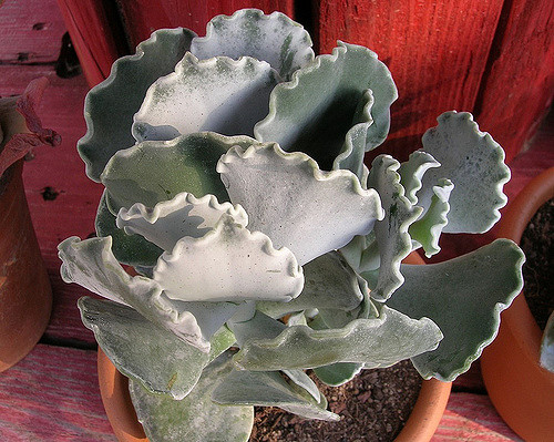 Cotyledon-orbiculata-var.-oblonga-Undulata1