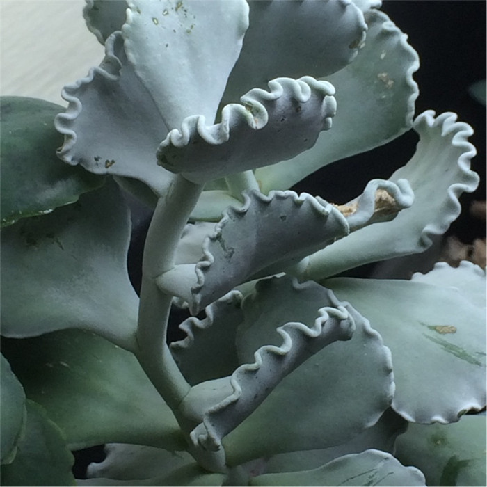 Cotyledon-orbiculata-var.-oblonga-Undulata2