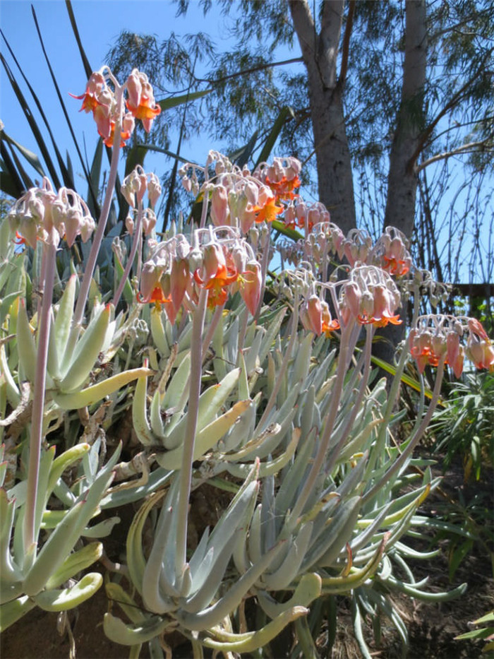 Cotyledon-orbiculata-var.-oblonga2