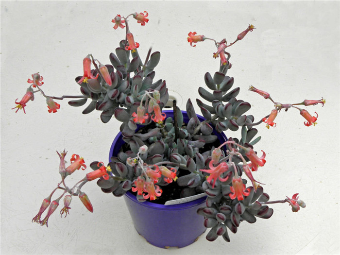 Cotyledon-orbiculata-var.-oophylla1