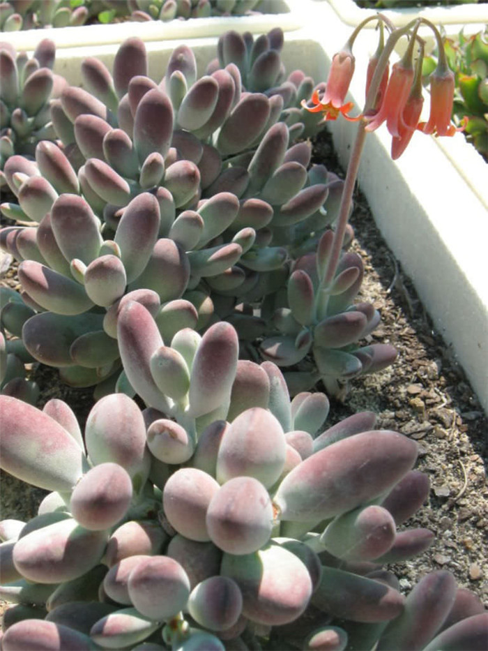 Cotyledon-orbiculata-var.-oophylla3