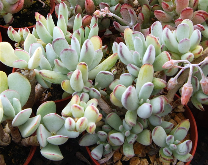 Cotyledon-orbiculata-var.-oophylla5