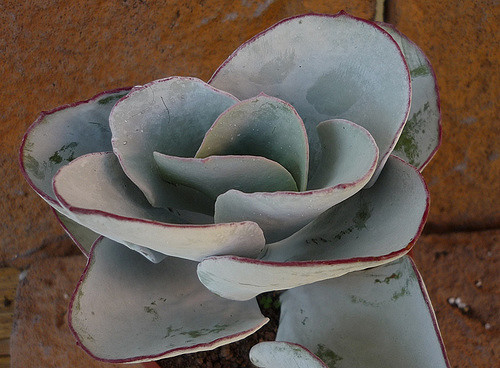 Cotyledon-orbiculata-var.-spuria1