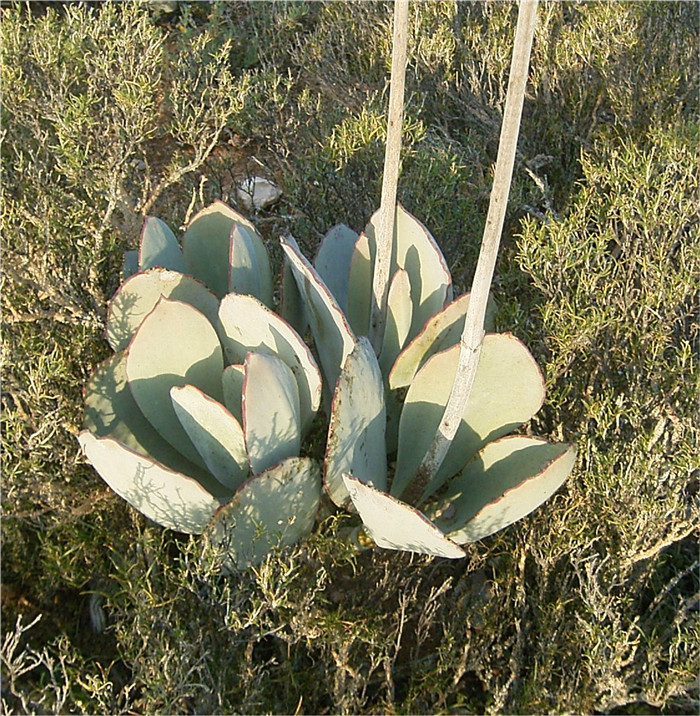 Cotyledon-orbiculata-var.-spuria3