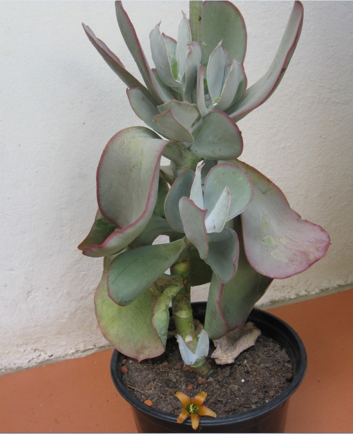 Cotyledon-orbiculata-var.-spuria4