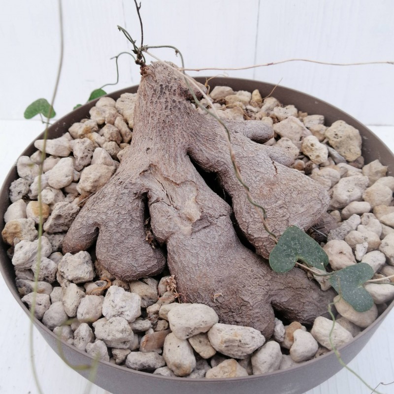 Dioscorea-sylvatica1