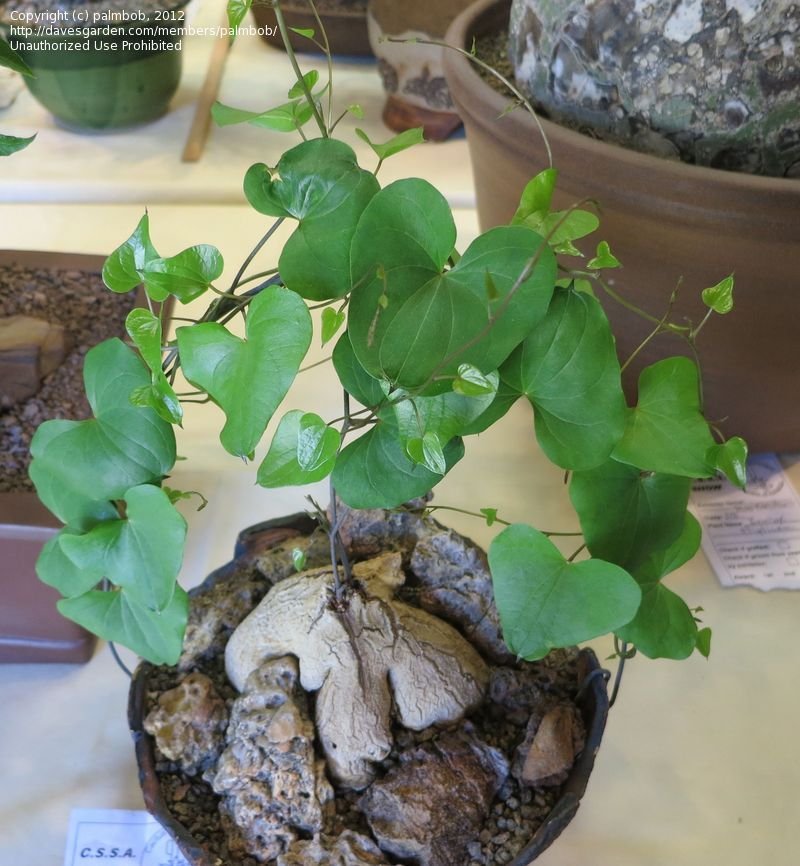 Dioscorea-sylvatica8