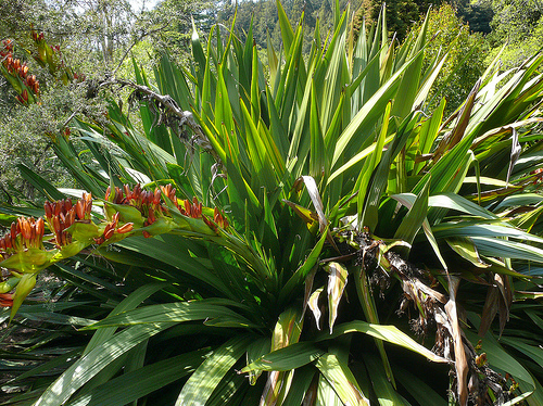 Doryanthaceae