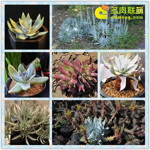 Dudleya