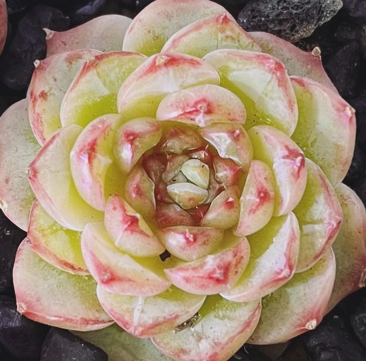 Echeveria-RedVelvet1