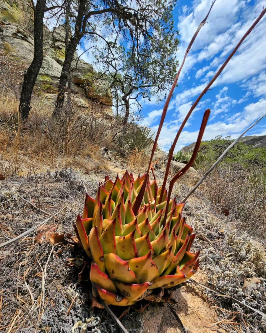 Echeveria-agavoides1