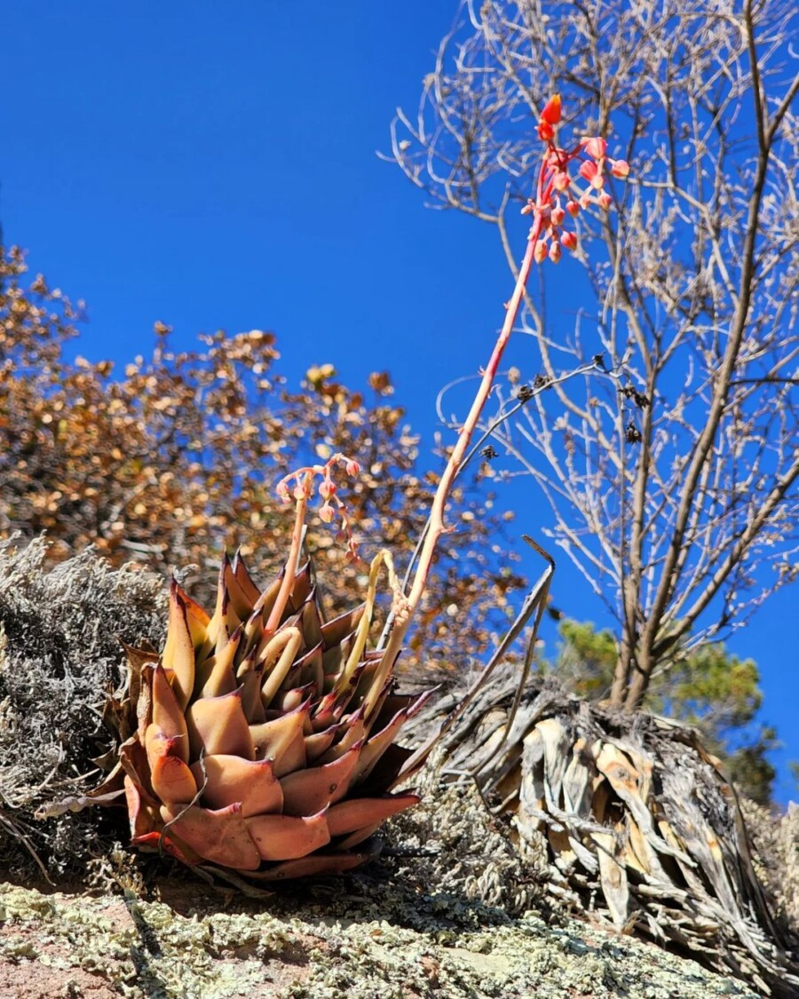 Echeveria-agavoides14