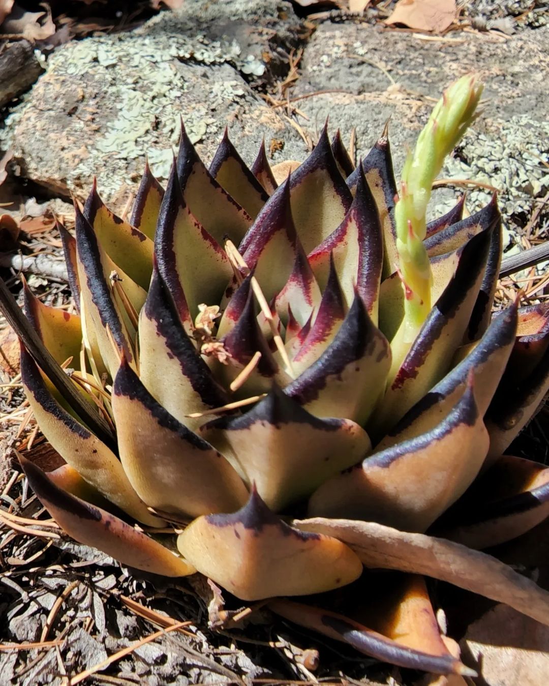 Echeveria-agavoides15