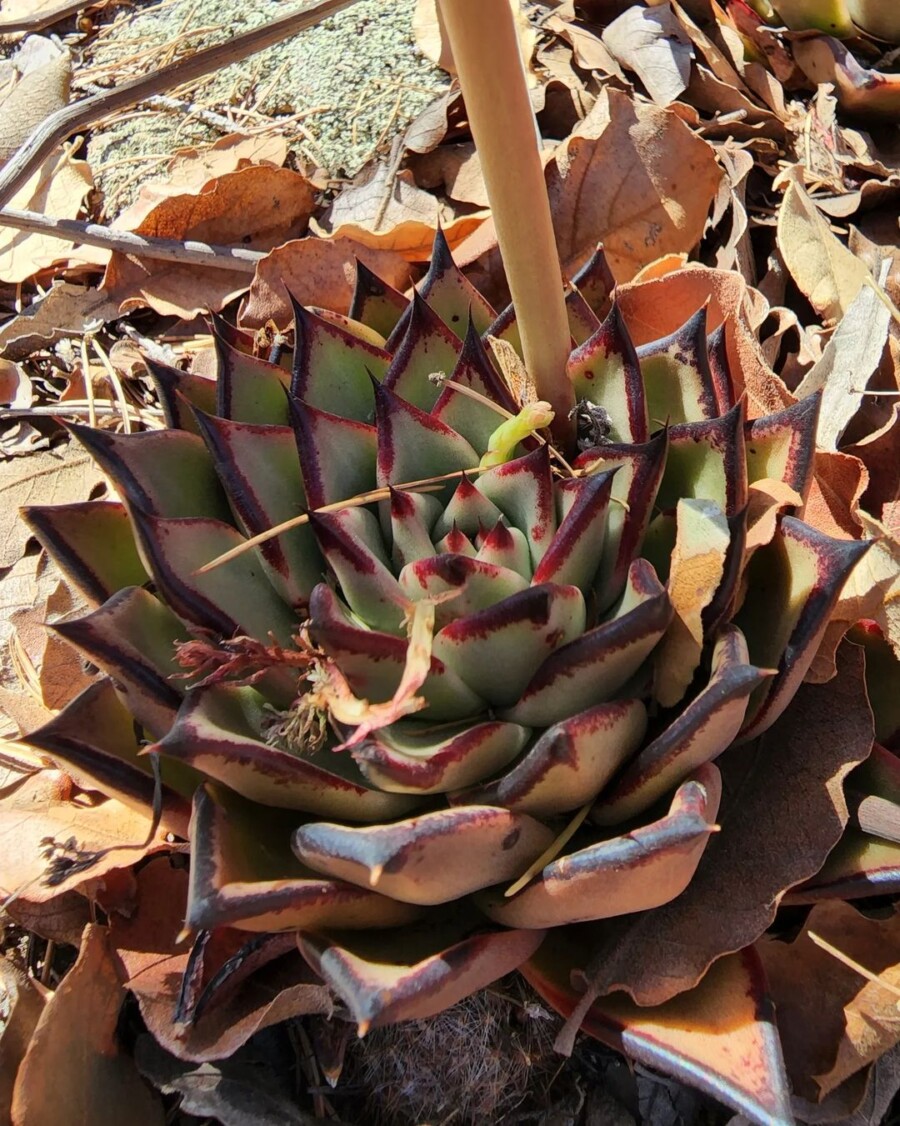 Echeveria-agavoides16