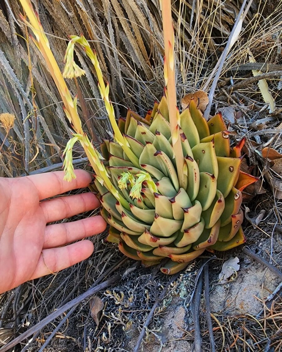 Echeveria-agavoides17