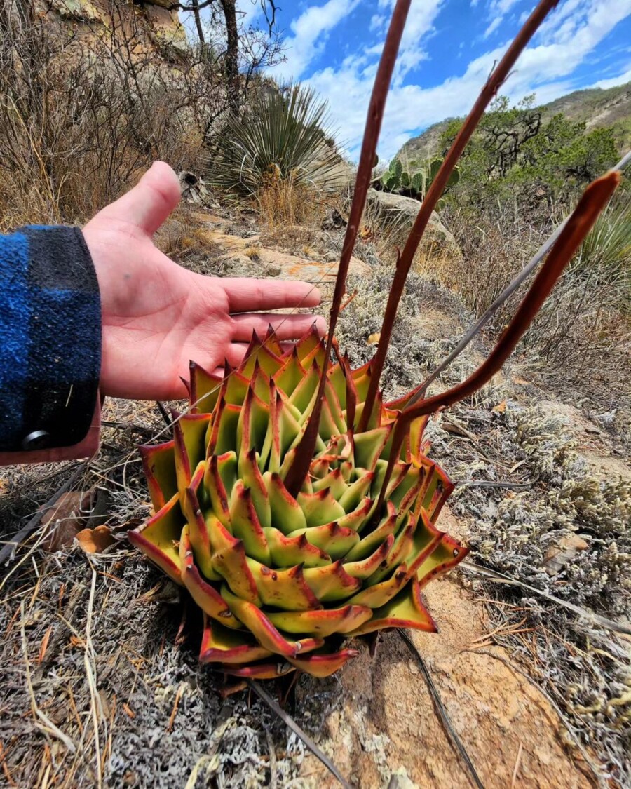 Echeveria-agavoides2