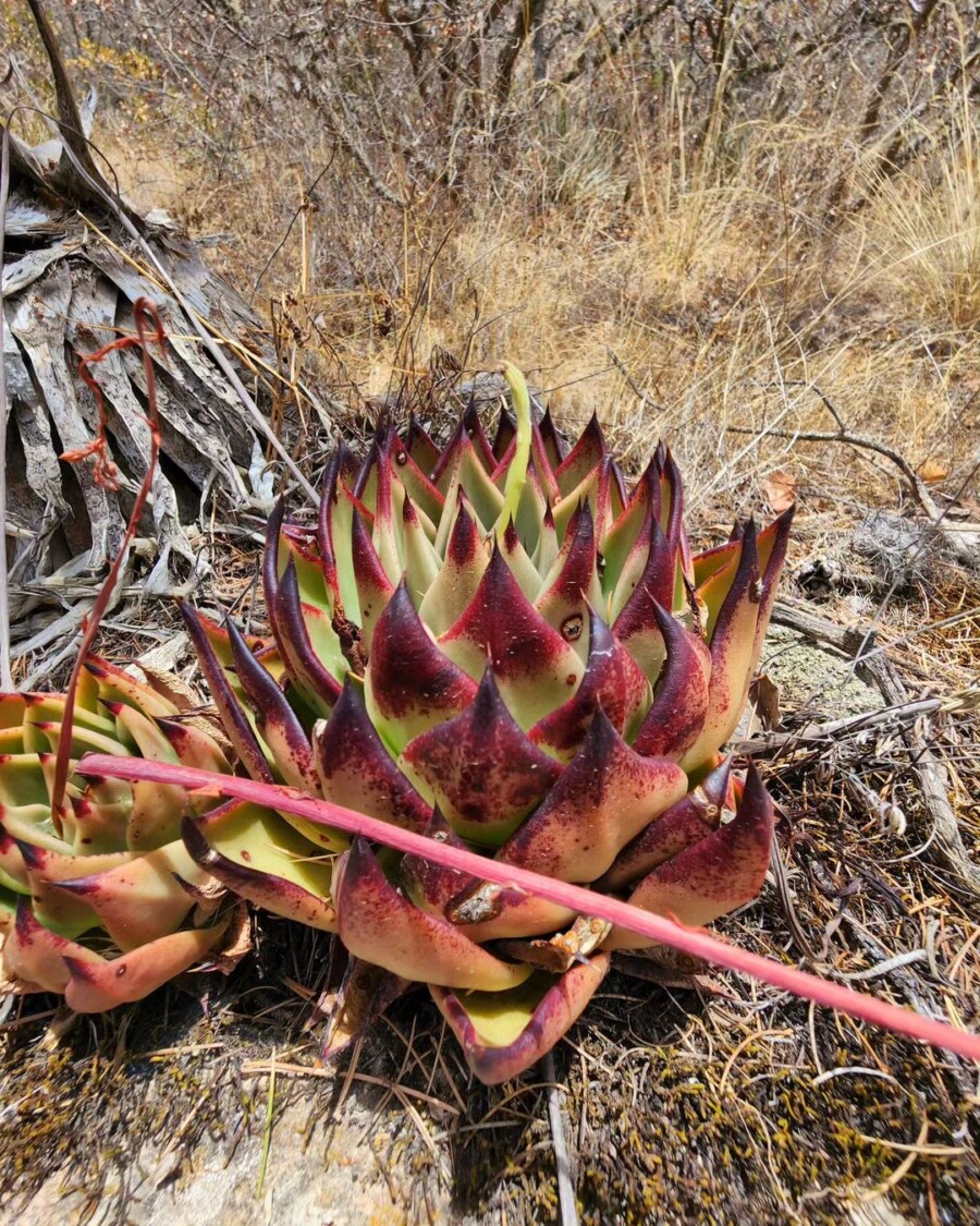 Echeveria-agavoides3