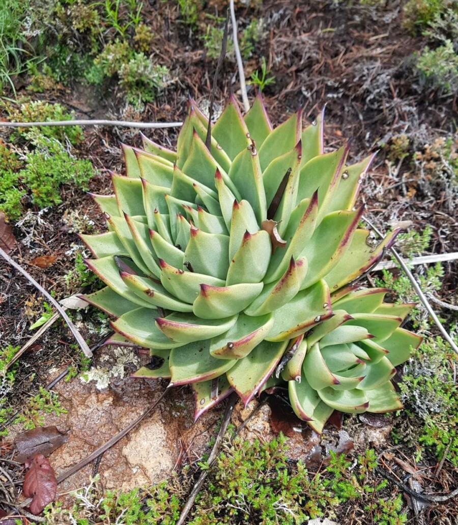 Echeveria-agavoides4