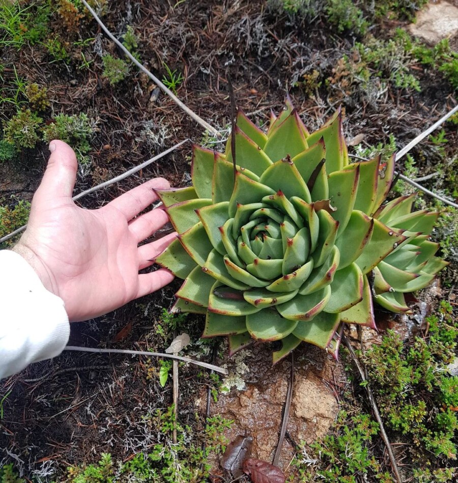 Echeveria-agavoides5