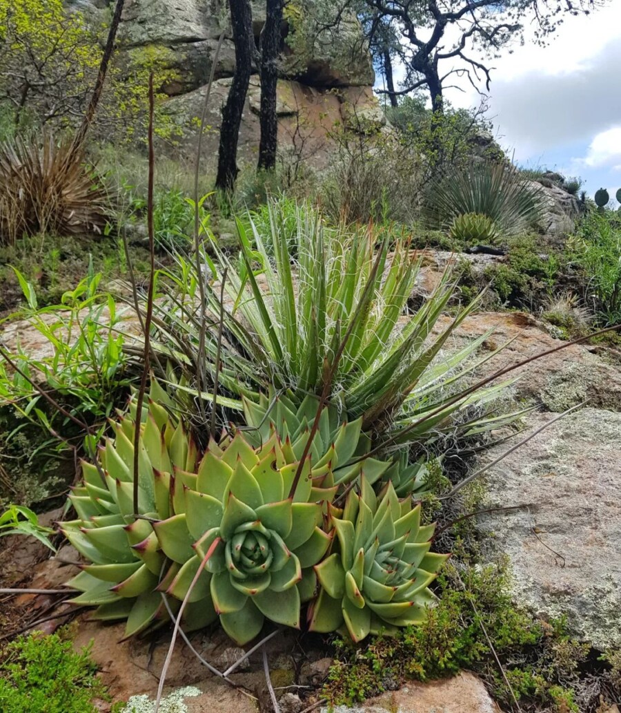 Echeveria-agavoides6