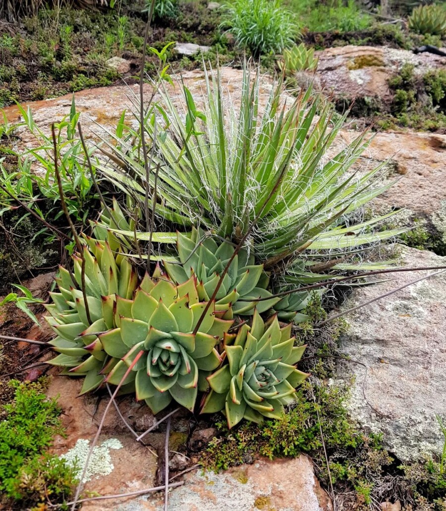 Echeveria-agavoides7