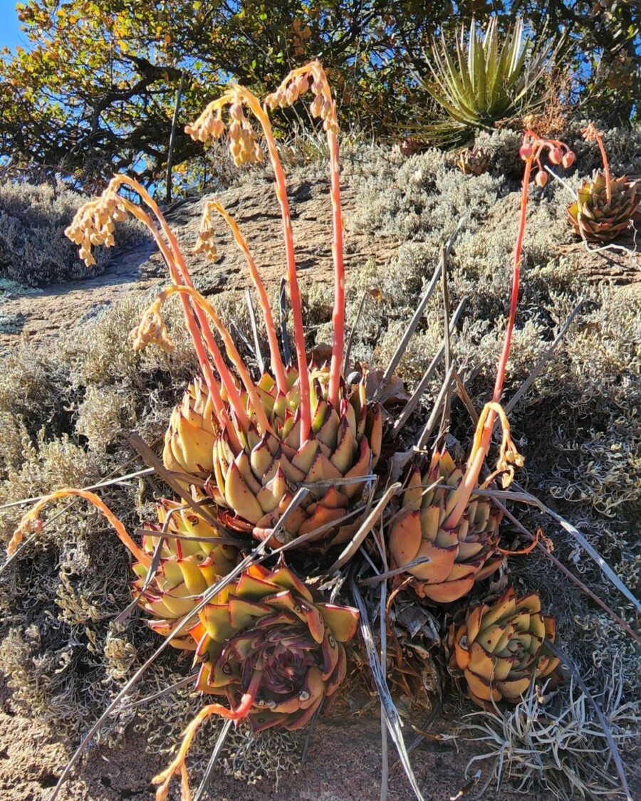 Echeveria-agavoides9