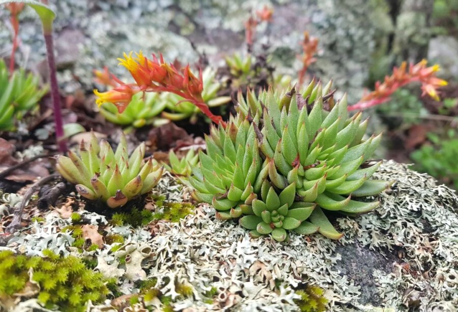 Echeveria-calderoniae1