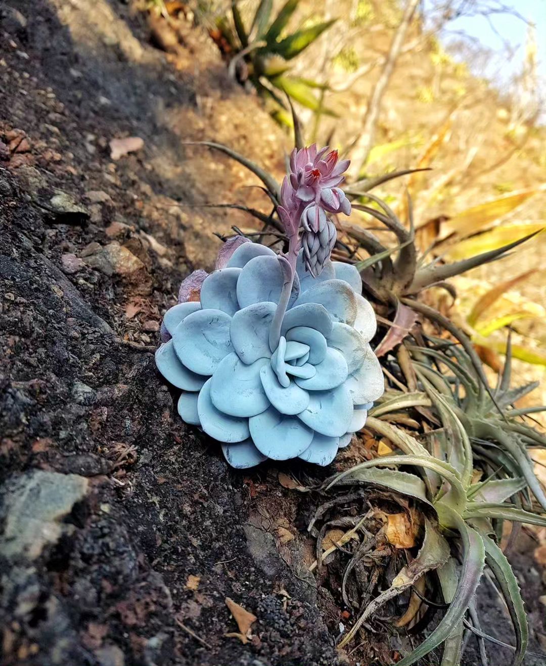 Echeveria-lauii1