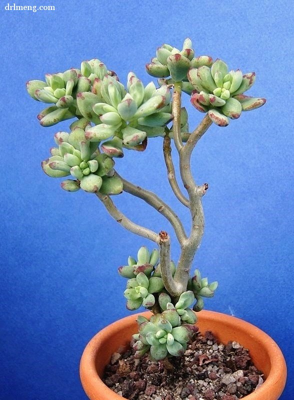 Echeveria-macdougallii