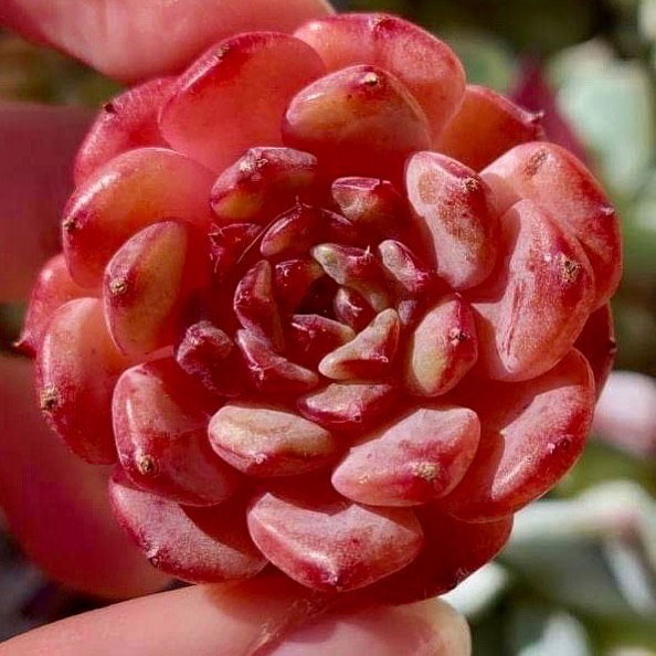 Echeveria-red-velvet