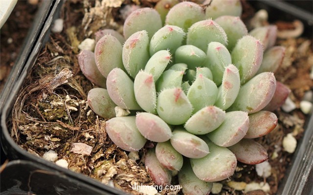 Echeveria-setosa-rondelli1