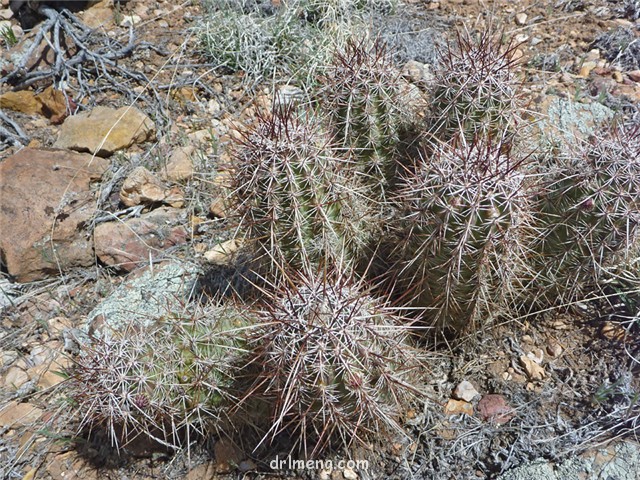 Echinocereus-Fendleri2