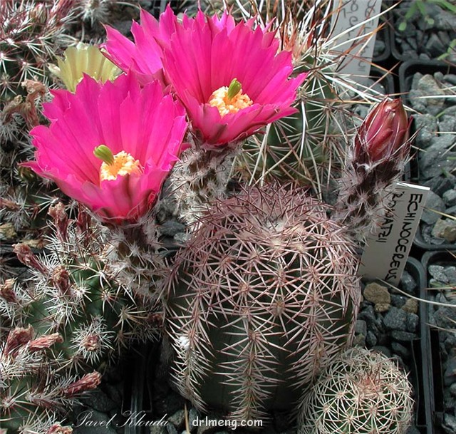 Echinocereus-adustus-ssp.-bonatzii1