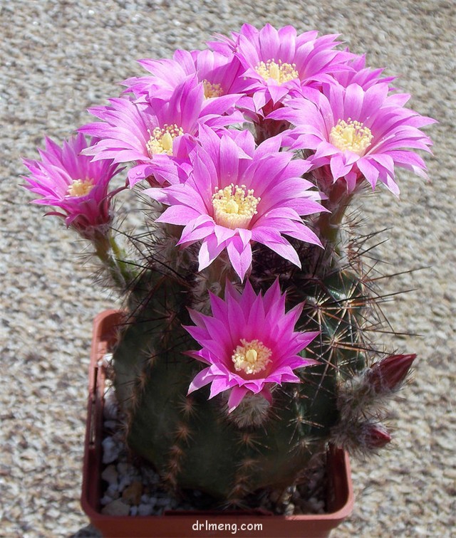 Echinocereus-adustus-ssp.-schwarzii1