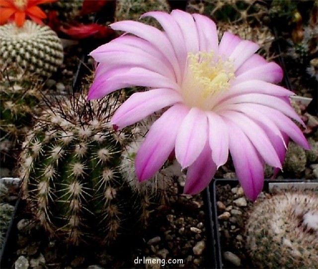 Echinocereus-adustus-ssp.-schwarzii2