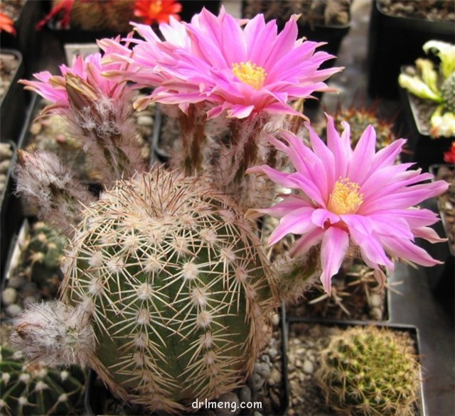 Echinocereus-adustus1