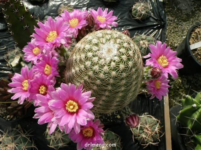 Echinocereus-adustus2-1