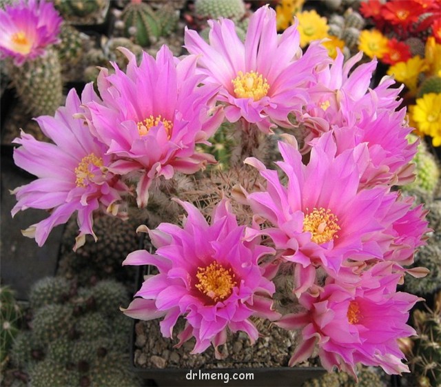 Echinocereus-adustus3