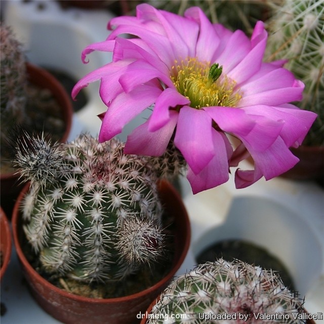 Echinocereus-adustus4